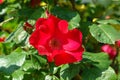 A close up of large vibrant red rose flower of the Ã¢â¬ËRobustaÃ¢â¬â¢ variety in the garden, syn. `Kordes Robusta`